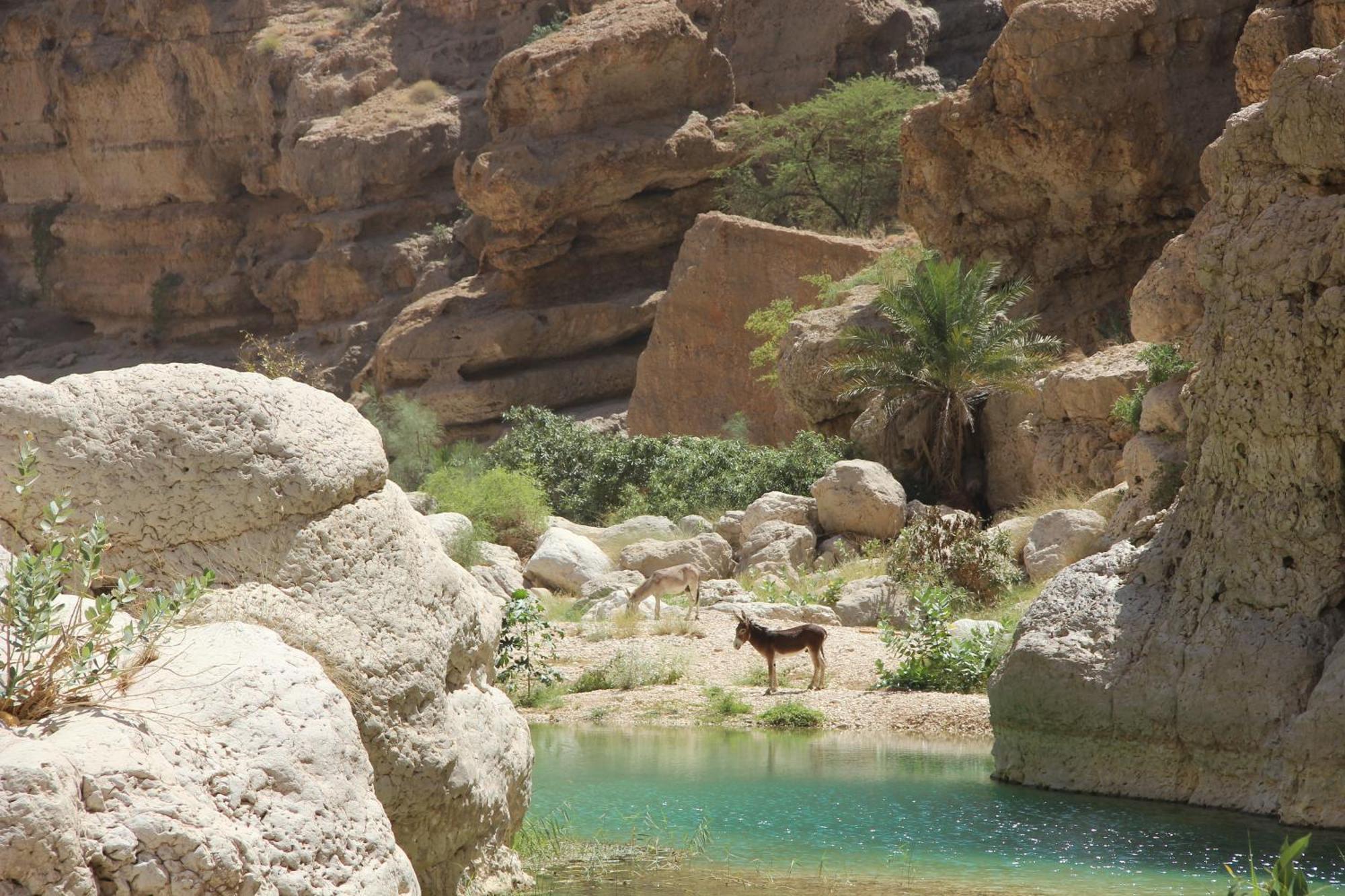 Wadi Shab Guest House Tiwi Eksteriør bilde